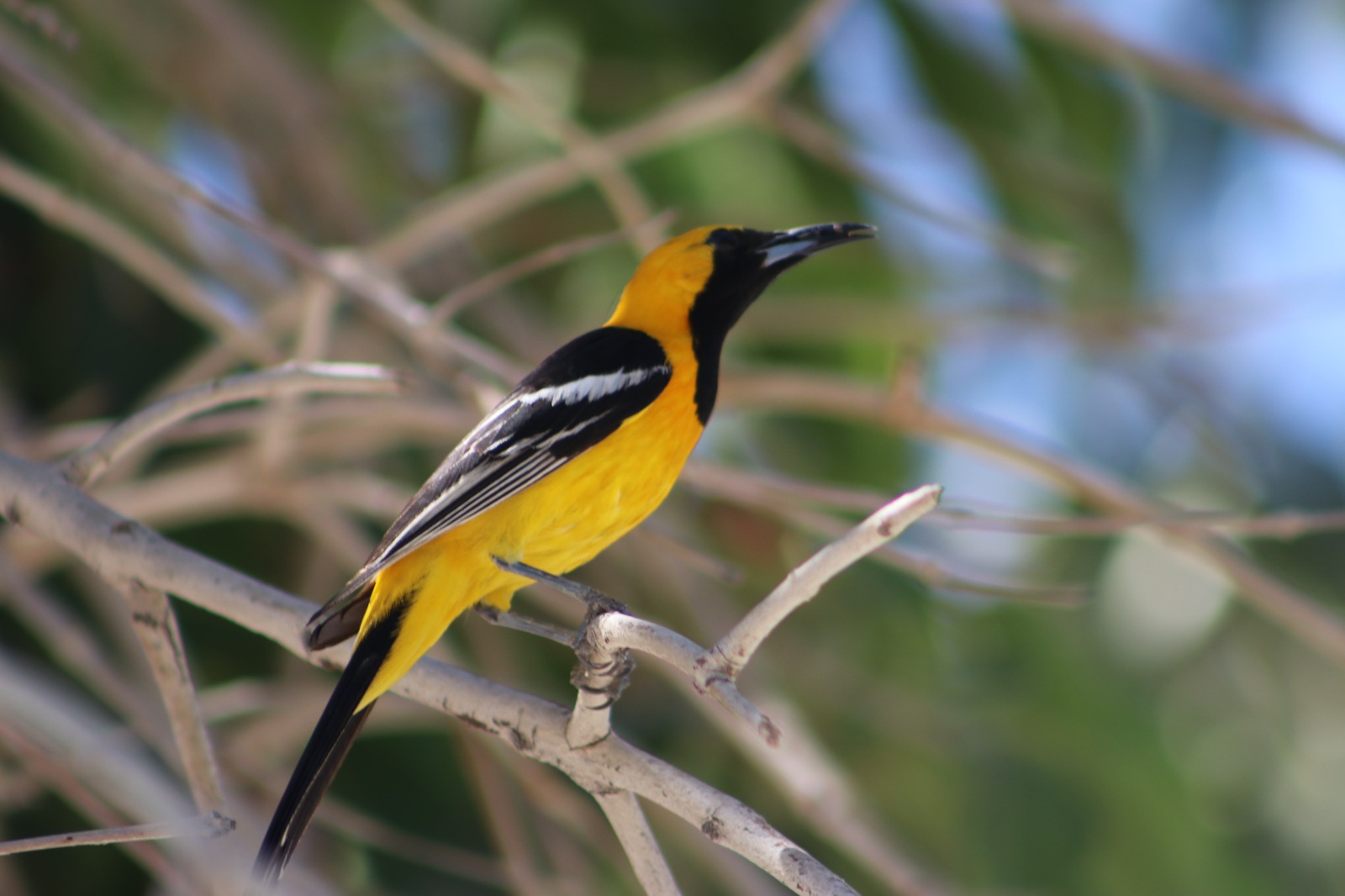 person capturing an image